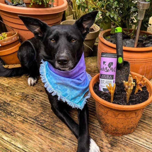 Pooch & Mutt Calm & Relaxed Natural Dog Treats - Image 4