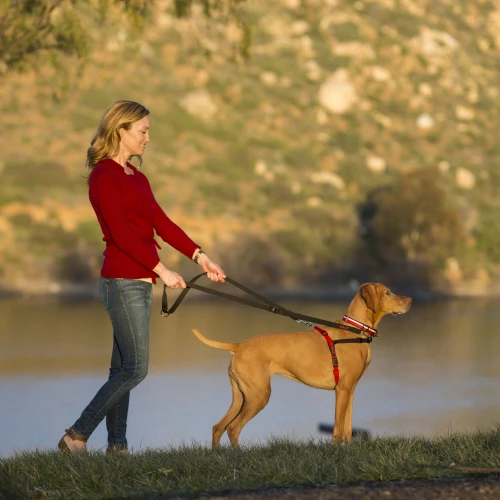 Company Of Animals Halti Training Dog Lead - Image 4
