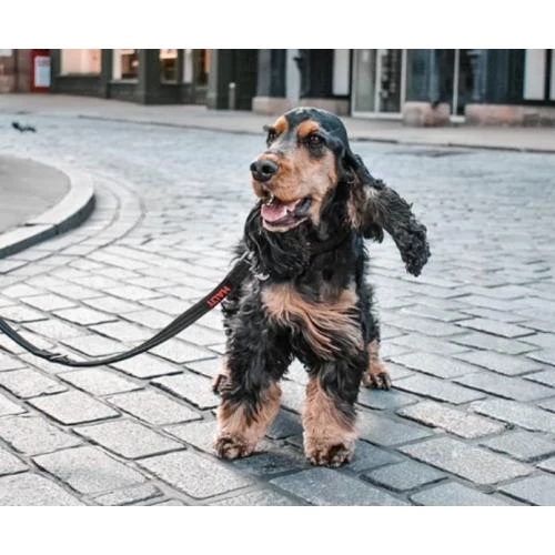 Company Of Animals Halti Training Dog Lead - Image 6