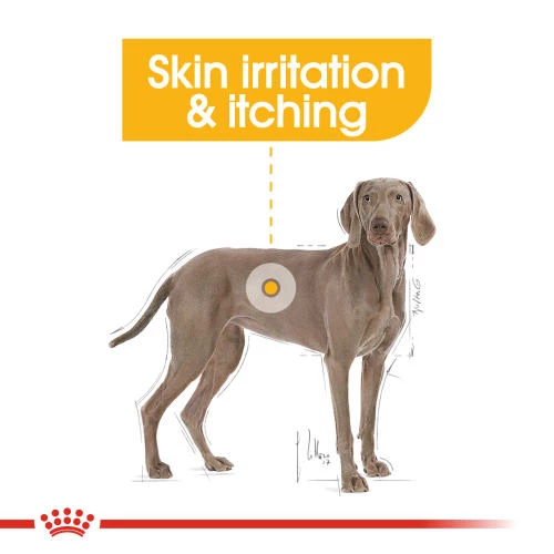 Royal Canin Maxi Dermacomfort Adult Dry Dog Food - Image 3