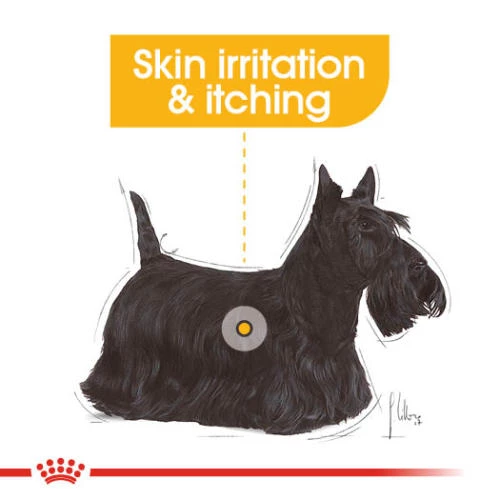 Royal Canin Dermacomfort Wet Adult Dog Food Pouches - Image 3