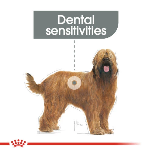 Royal Canin Maxi Dental Care Adult Dry Dog Food - Image 3