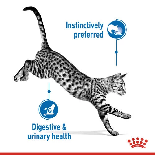Royal Canin Indoor Sterilised In Jelly Adult Wet Cat Food - Image 3